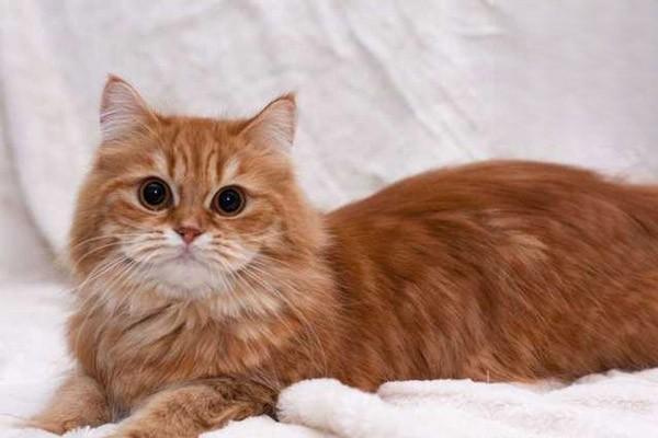 春节假期猫咪狗狗怎么办