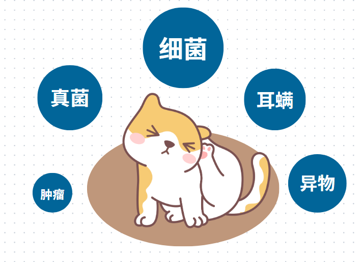 猫耳朵里有脓水是怎么回事？