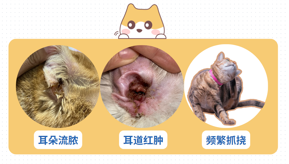 猫耳朵里有脓水怎么治疗？