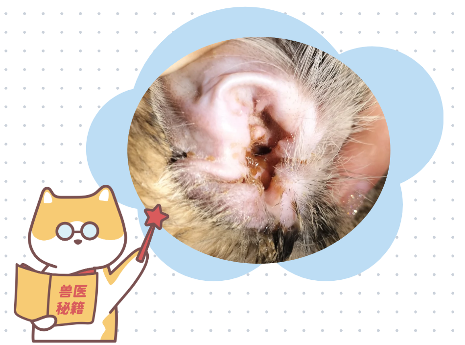 猫耳朵里有脓水怎么办？