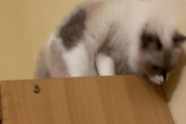 猫便秘能自愈吗 猫便秘了怎么办
