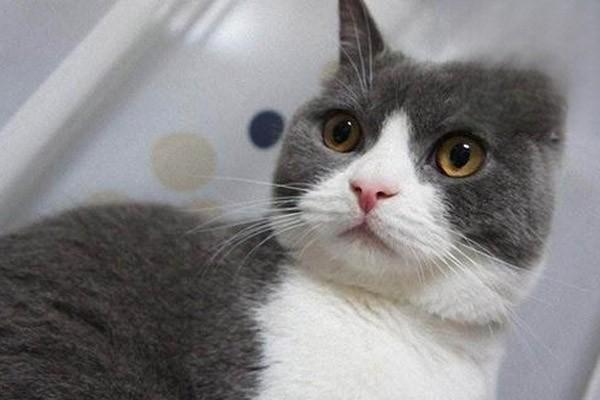 猫癣怎么治疗