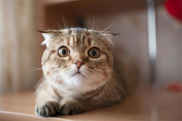 猫咪耳螨