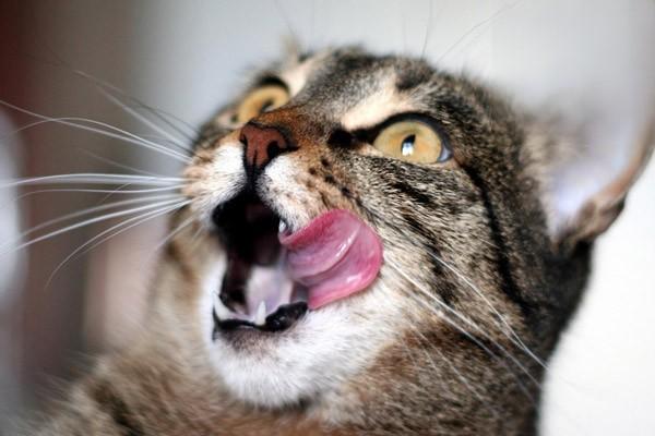 什么是猫癣