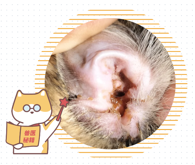 猫咪耳朵痒老是挠怎么办？
