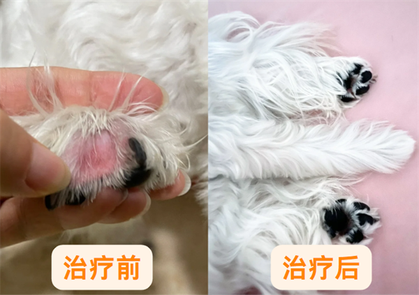 狗狗趾间炎怎么治疗？