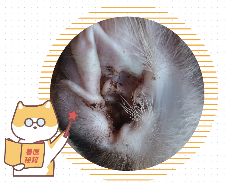 猫咪耳朵痒老是挠是怎么回事？