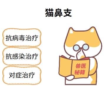 猫疱疹病毒感染都有哪些症状？