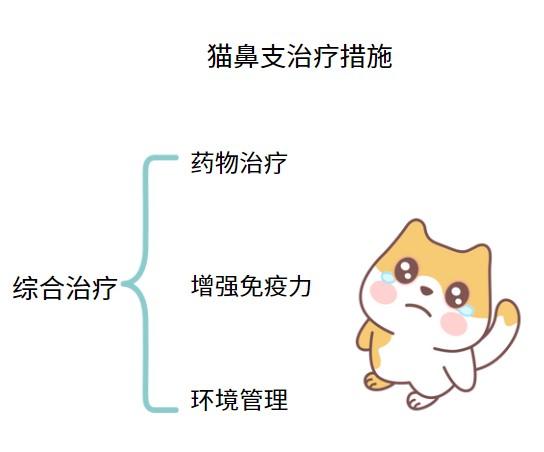 猫疱疹病毒症状及治疗方法有哪些？