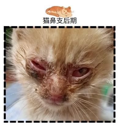 猫疱疹病毒感染都有哪些症状？