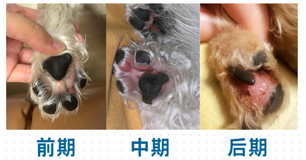 狗狗趾间炎症状