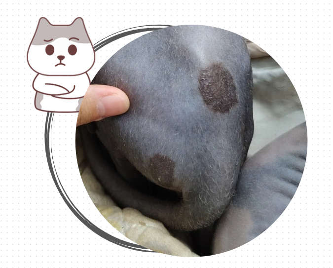 无毛猫感染猫癣怎么办？