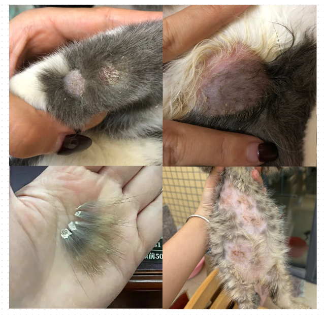 猫癣的症状