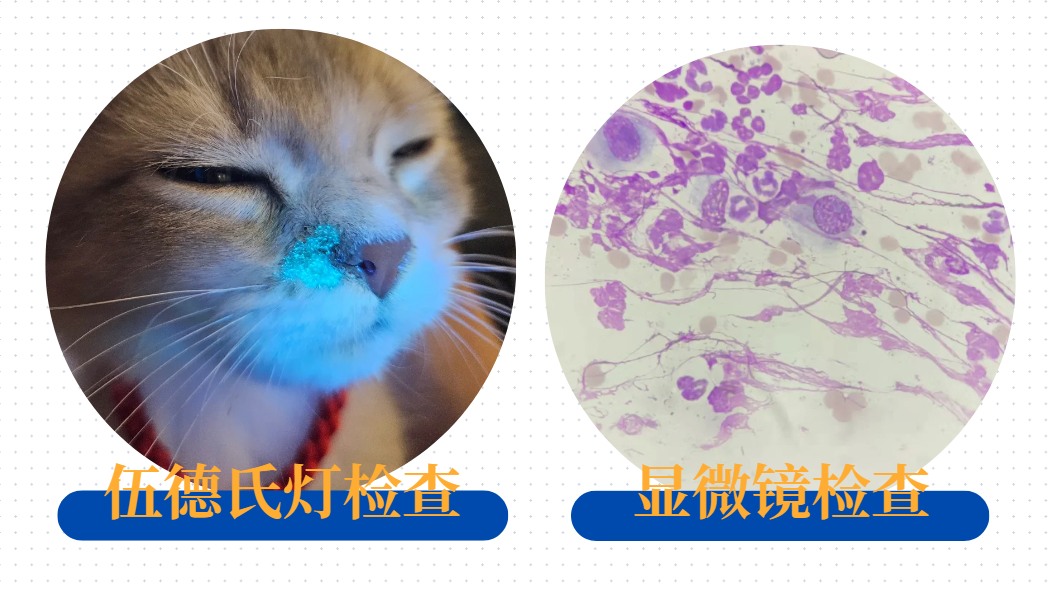 猫癣怎么判断