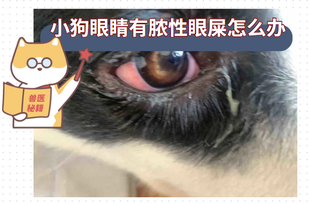 小狗眼睛有脓性眼屎怎么办？
