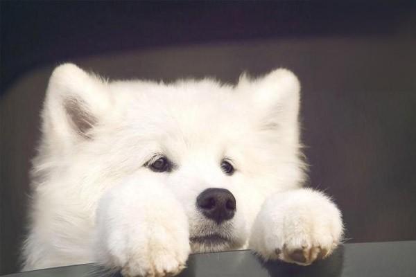 狗狗吐黄水的原因