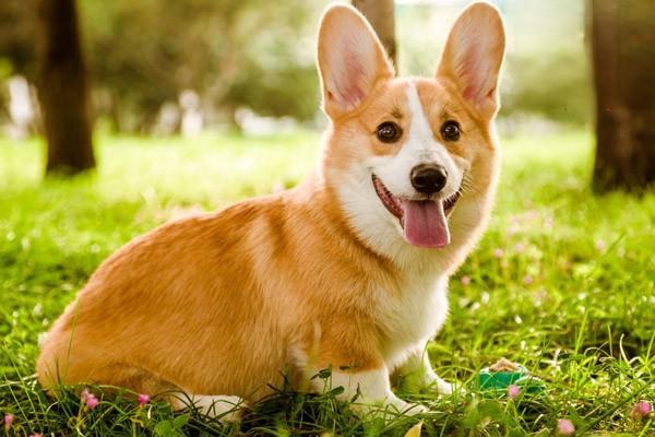 犬传染性支气管炎症状有哪些