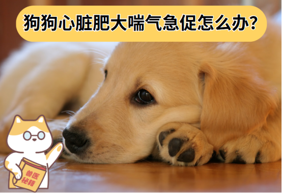 狗狗心脏肥大喘气急促怎么办？