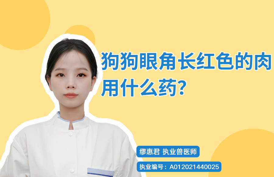 狗狗眼角长红色的肉用什么药？