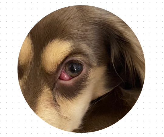 狗狗眼角长红色的肉是怎么回事？