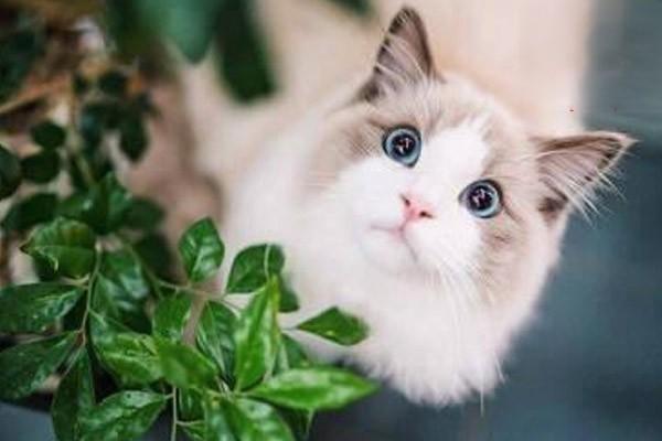 猫咪流鼻涕