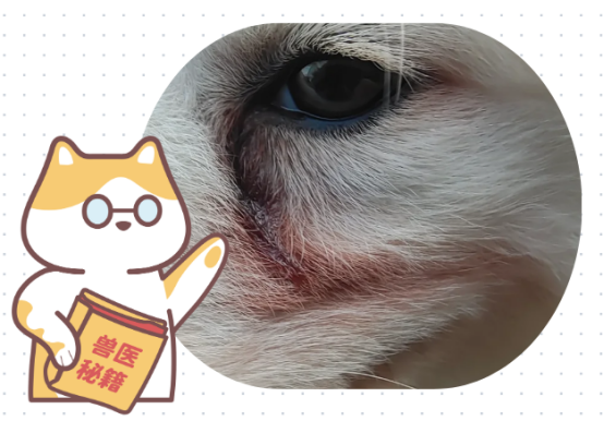 给狗狗去除泪痕的五个办法