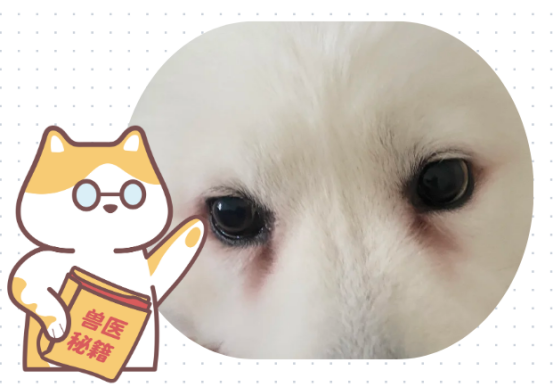 给狗狗去除泪痕的简单办法