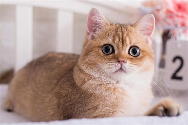猫砂盆的使用注意事项