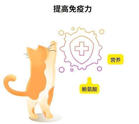 猫鼻支反反复复难治愈？可能是疏忽了这几点