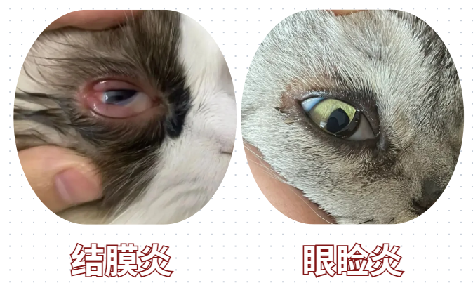 猫咪眼睛流褐色分泌物