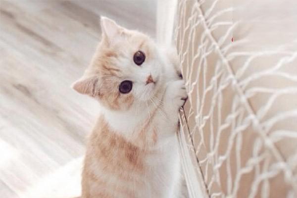 猫咪抑郁症