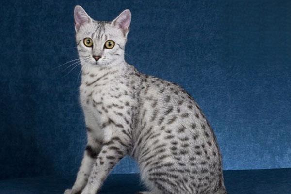 猫咪黑下巴怎么治
