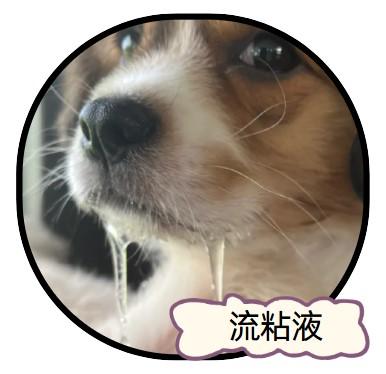 狗狗嘴巴流粘液，不吃东西？快来看看这些建议！
