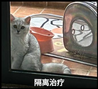 猫鼻支反反复复难治愈？可能是疏忽了这几点