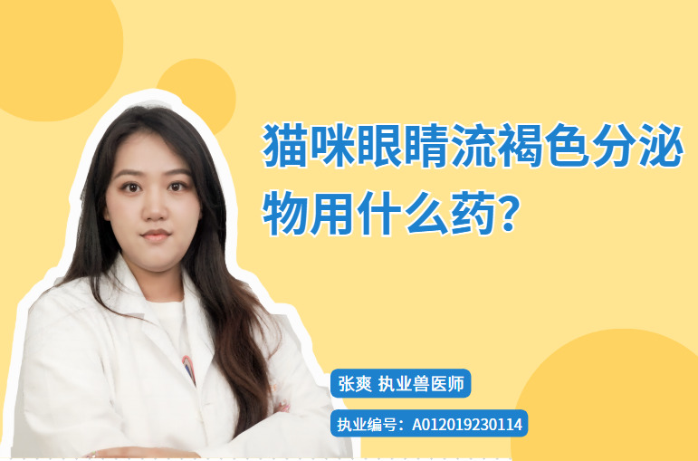猫咪眼睛流褐色分泌物用什么药？