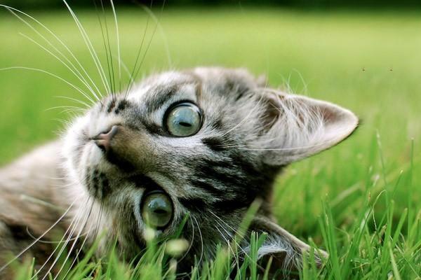 猫长癣