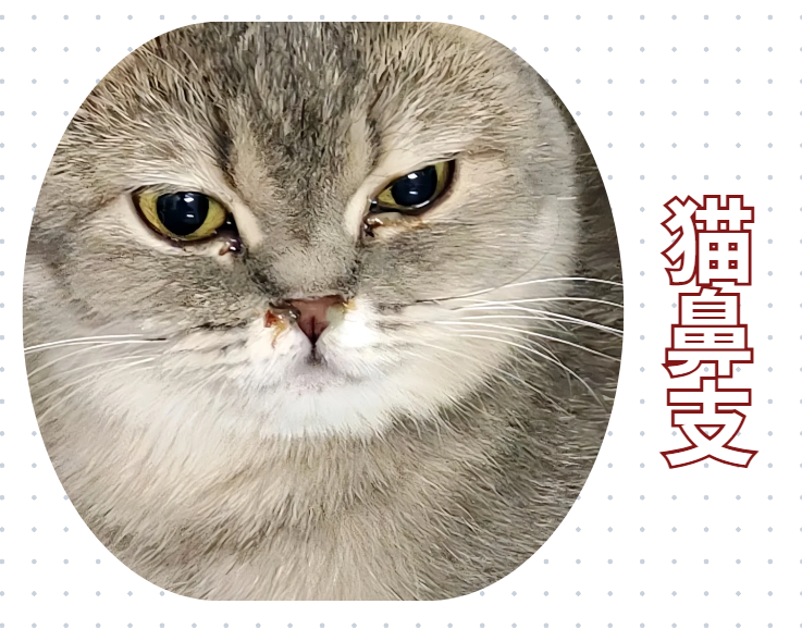 猫咪眼睛发炎了用什么药？