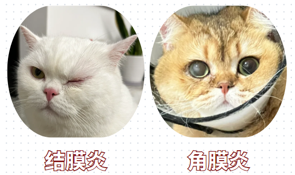 猫咪眼睛红肿流眼泪