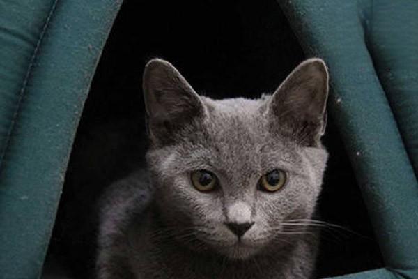 如何关注老猫的饮食健康