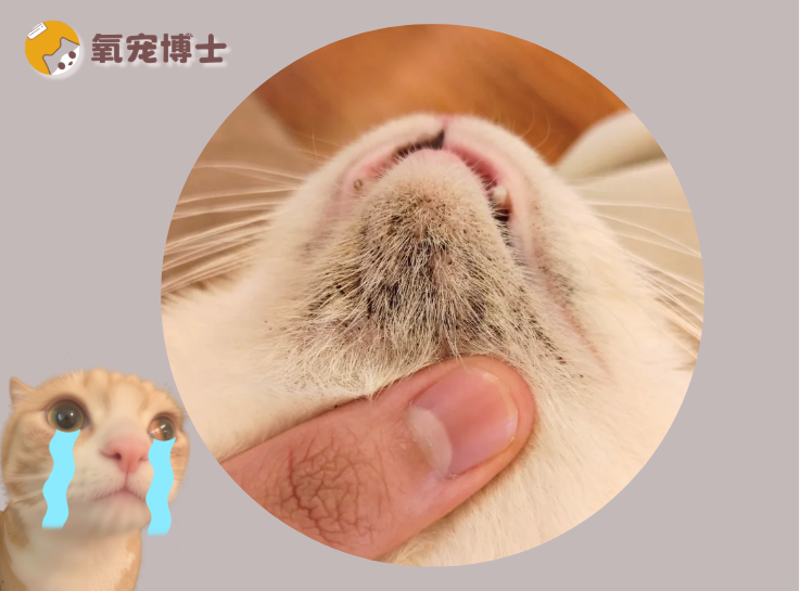 猫咪下巴有黑渣子怎么清除？