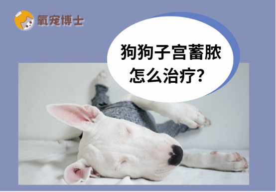 狗狗子宫蓄脓怎么治疗？