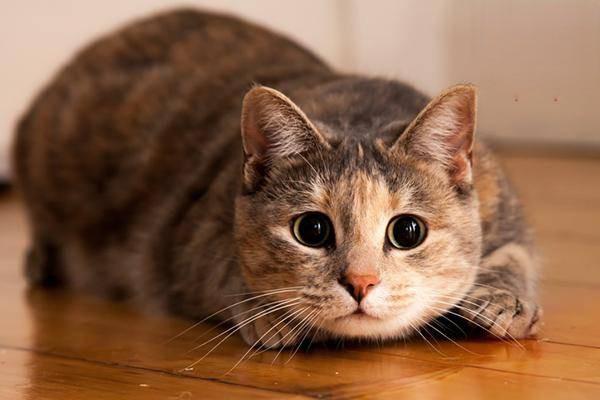 加州闪亮猫的性格特点