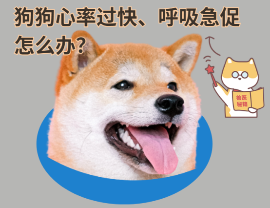 狗狗心率过快呼吸急促