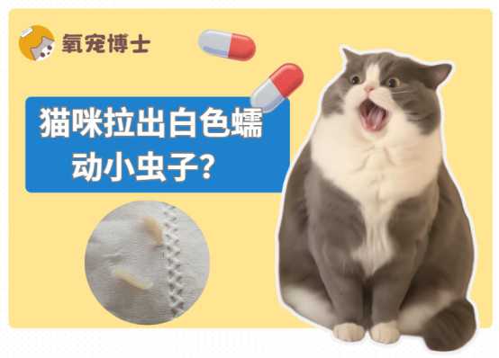 猫咪拉出白色蠕动小虫子