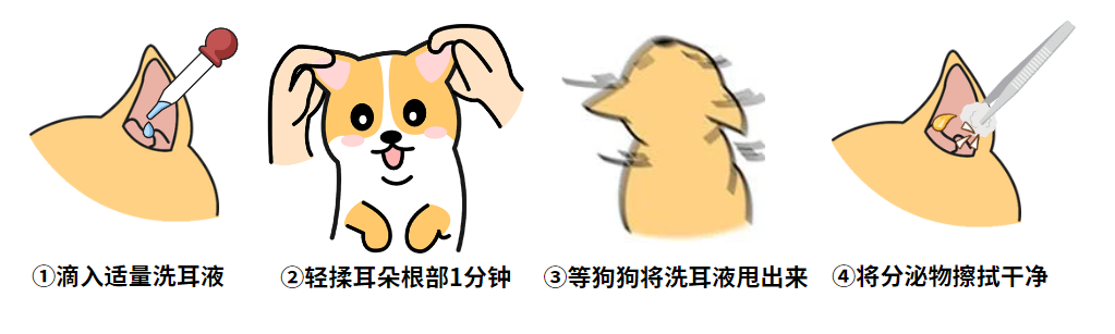 狗狗耳朵里有褐色泥状物怎么清洗干净？