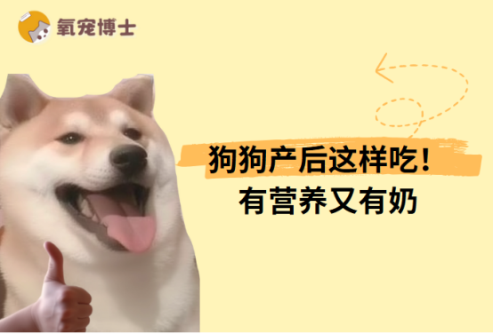 狗狗生产后吃什么有营养又有奶？