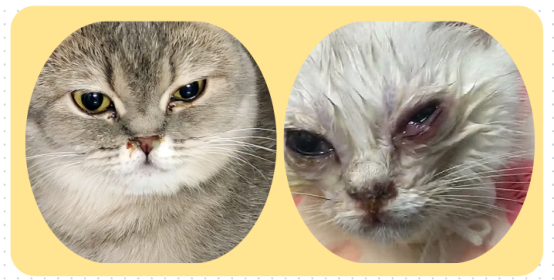 猫咪眼睛流泪用什么药？