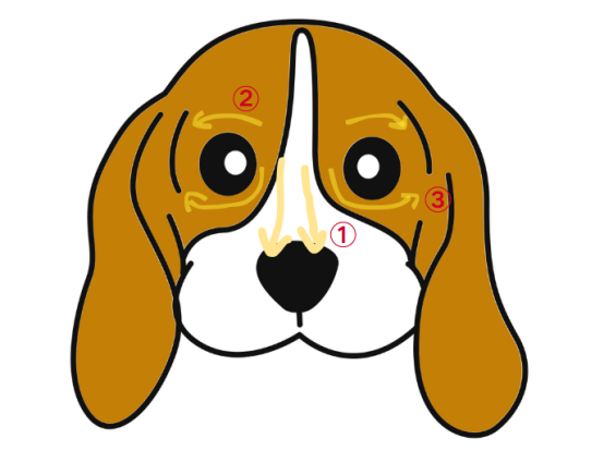 狗狗的泪痕怎么治疗？