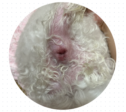 狗狗屁股红肿怎么办？