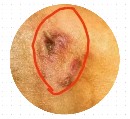 狗狗屁股红肿怎么处理？